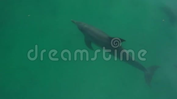 三只海豚回到镜头前视频的预览图
