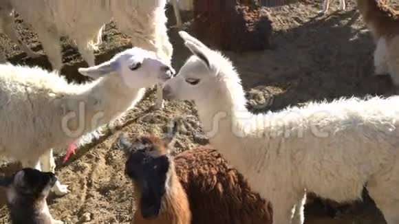 可爱的小羊驼视频的预览图