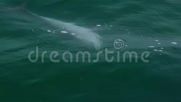 海豚从海洋中获得海草视频的预览图