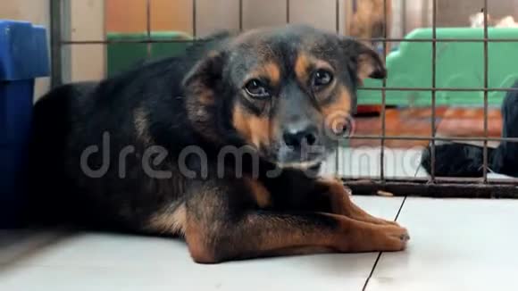 孤独的流浪狗躺在地板上躲避忍受饥饿的悲惨生活无家可归动物收容所视频的预览图