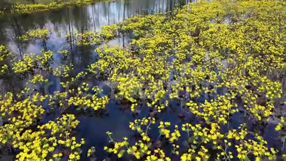 西伯利亚北部混合森林边缘有盛开的万寿菊的景观视频的预览图