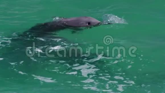 海豚在水里做螺旋运动视频的预览图
