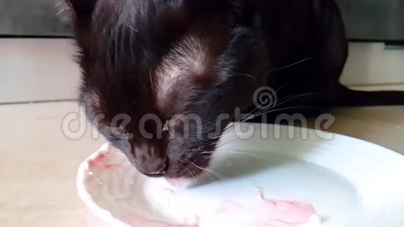 猫慢动作冰淇淋饿了吗视频的预览图