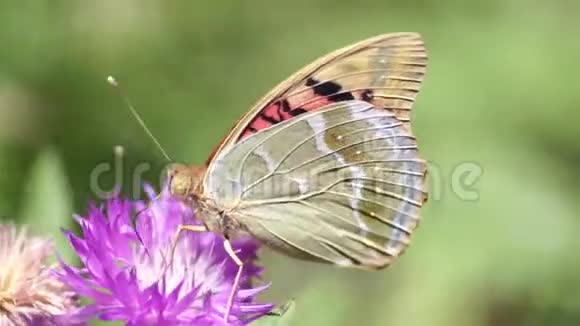 一只白蝴蝶在春天的田野上喝着粉红色的花蜜视频的预览图