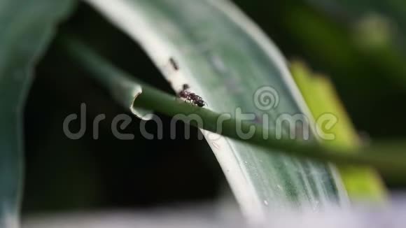 热带雨林绿叶上的黑蚂蚁视频的预览图