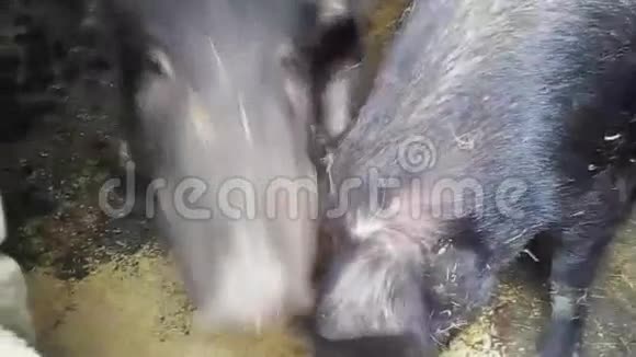 野猪吃粮食视频的预览图