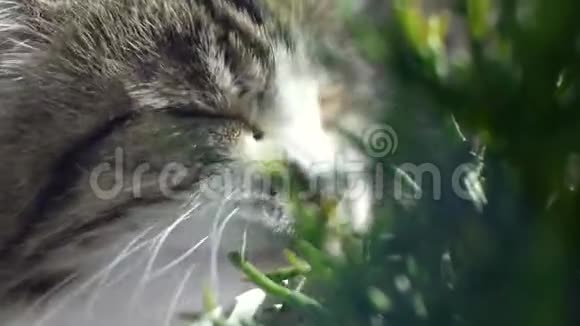 猫在吃新鲜的青草猫草宠物草剪辑天然毛球治疗白色红色宠物猫吃新鲜视频的预览图