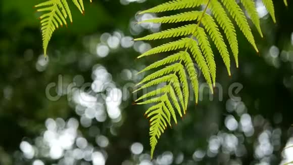 4K绿色蕨类植物的叶子随风摇摆有绿色的树背景和波克光绿色自然背景复制空间镜头视频的预览图