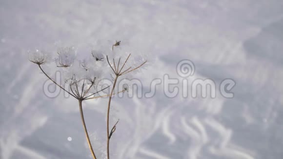 晴天冬雪地背景下霜冻干植物视频的预览图