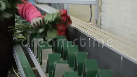 工人们正在把红玫瑰花束放在现代工厂的绿线上视频的预览图