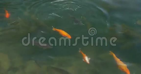 池塘里的鲤鱼和金鱼视频的预览图
