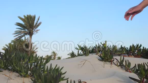 在沙漠和仙人掌的背景下男性手拿手倒沙视频的预览图