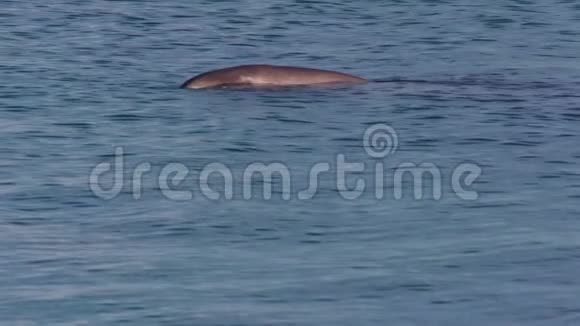 一只海豚在澳大利亚完整拍摄视频的预览图