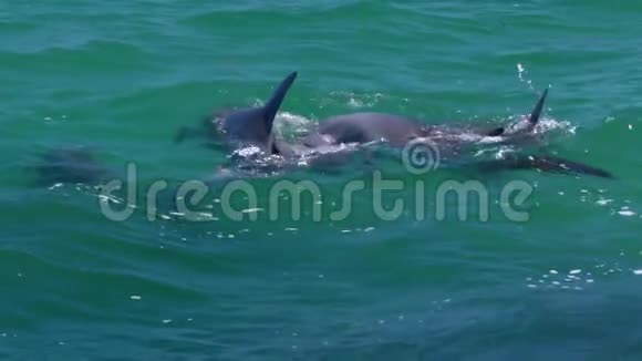 四只海豚在清澈的水域游泳视频的预览图