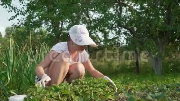 一个女人在花园里收集草莓收集草莓视频的预览图