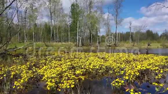 西伯利亚北部混合森林边缘有盛开的万寿菊的景观视频的预览图
