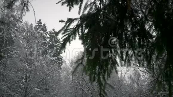 下雪了透过云杉树枝的树梢视频的预览图