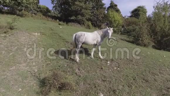 阿布哈兹大片绿草如茵的牧场上自由放牧的白马视频的预览图