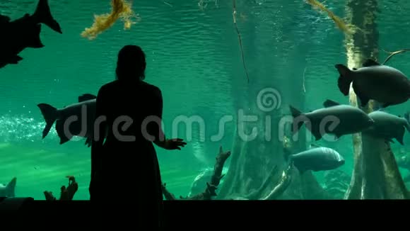 女人欣赏海洋馆里游泳的大坦巴基鱼视频的预览图