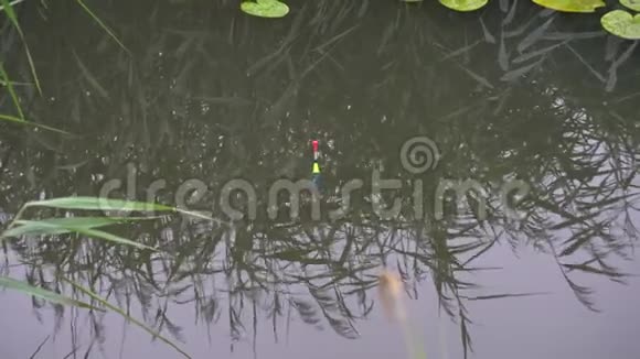 一口鱼在河上漂浮着明亮的漂浮物视频的预览图