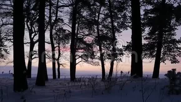 粉红色的夕阳穿过树林视频的预览图