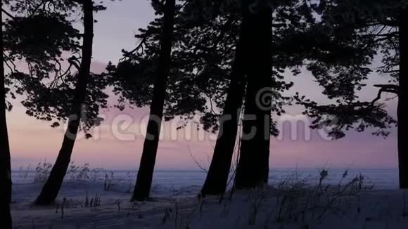 粉红色的夕阳穿过树林视频的预览图