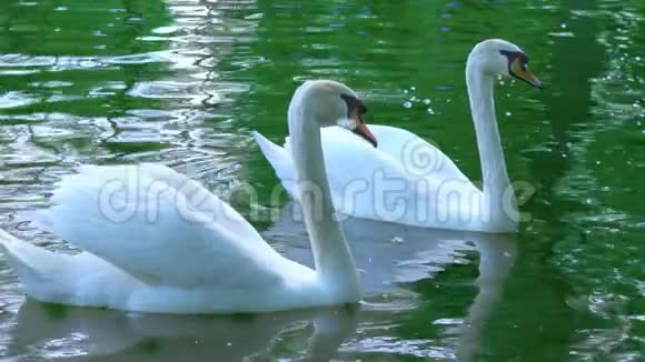 一对白色天鹅在水中游泳天鹅在池塘里游泳动作缓慢视频的预览图