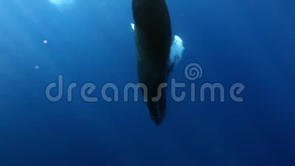 在蓝色海洋中的太阳光线背景下座头鲸在水下特写视频的预览图