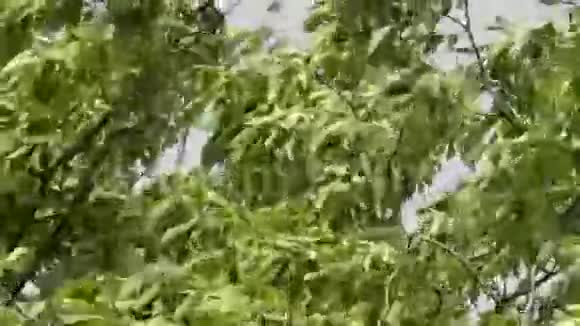 强风树视频的预览图