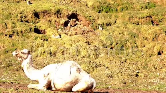 牧师躺在地上一只野兔坐在斜坡上视频的预览图