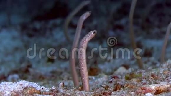 鳗鱼花园中的白盆鳗鱼视频的预览图