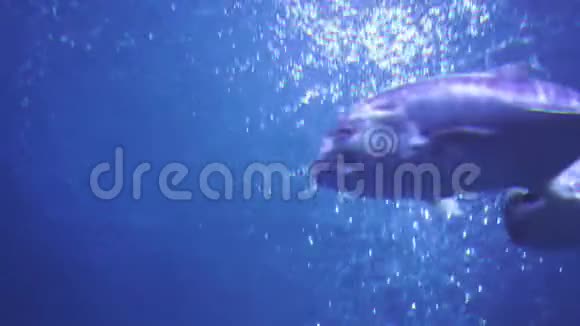 水中的大眼睛TervallyCaranx性筋膜视频的预览图
