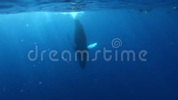 鲸鱼驼背垂直直立在水下潜水员在太平洋视频的预览图