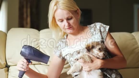 照顾宠物一个女人手里拿着一只小狗用吹风机擦干它视频的预览图