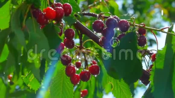 成熟的樱桃浆果挂在树枝上视频的预览图