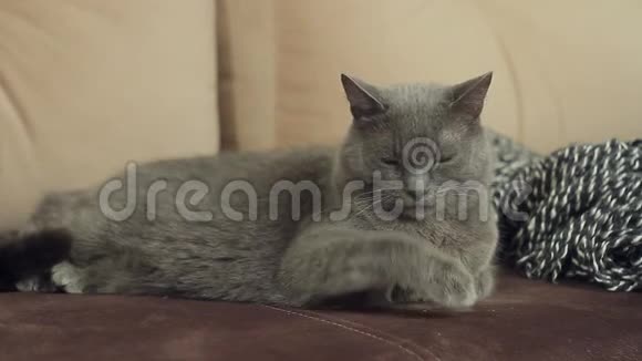 一只灰色的猫躺在沙发上在听到主人的呼唤后突然逃到了另一个房间视频的预览图
