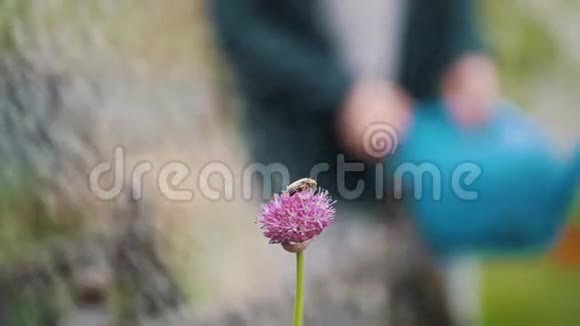 虫子坐在一朵花上在背景下一个女人在花园里浇水夏天的一天视频的预览图