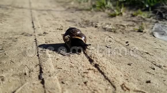 一只棕色的小蜗牛从他的壳里爬出来在沙滩乡村公路上躺着视频的预览图