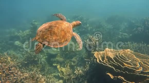 一只海龟在水下的大范围追踪射击视频的预览图