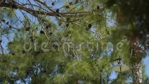 在蓝天树枝针叶树的背景下圆锥形树在风中摇曳视频的预览图