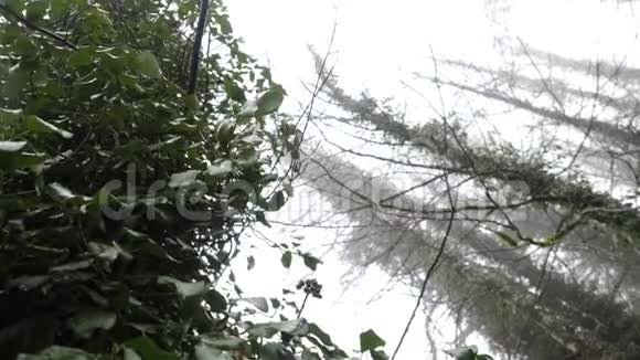 常春藤在雾蒙蒙的森林里的树上在树干和树枝伸展的背景下在树上生长的常春藤的特写视频的预览图
