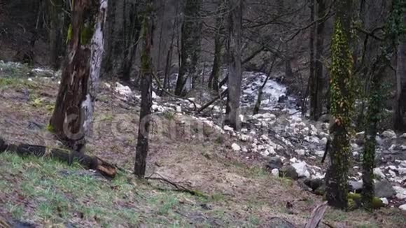 常春藤在雾蒙蒙的森林里的树上在树干和树枝伸展的背景下在树上生长的常春藤的特写视频的预览图