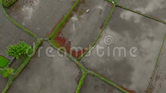 美丽的航拍镜头一群农民正在一片被水填满的大田野上种植水稻云层反射视频的预览图