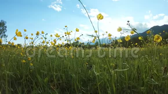 草地上的黄色野花视频的预览图