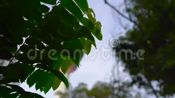 梅纳拉塔从吉隆坡生态公园的吊桥上射出视频的预览图