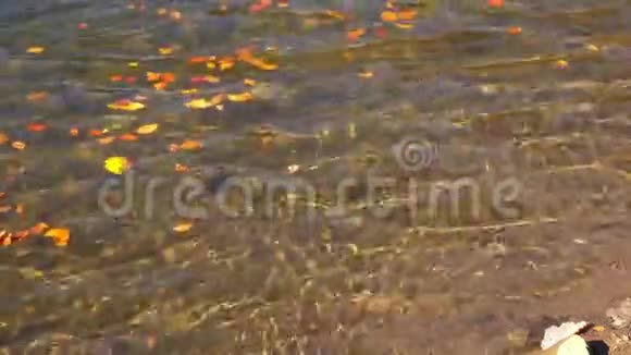 秋天的黄叶浮在水面上视频的预览图