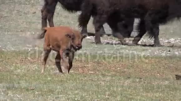 可爱的野牛犊视频的预览图