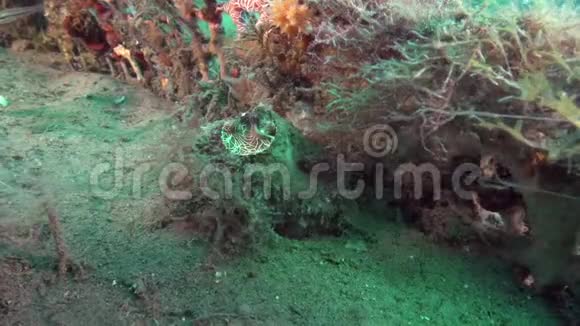 在祖鲁海的珊瑚上食用浮游生物及其黏液的大型虫壳视频的预览图