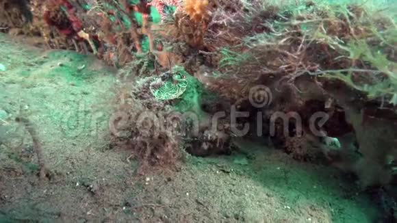 在祖鲁海的珊瑚上食用浮游生物及其黏液的大型虫壳视频的预览图