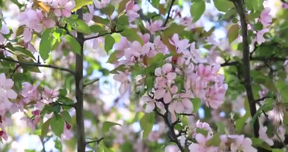 足迹苹果树花开春天在树上开花春天的树开着粉红色和红色花瓣的花视频的预览图